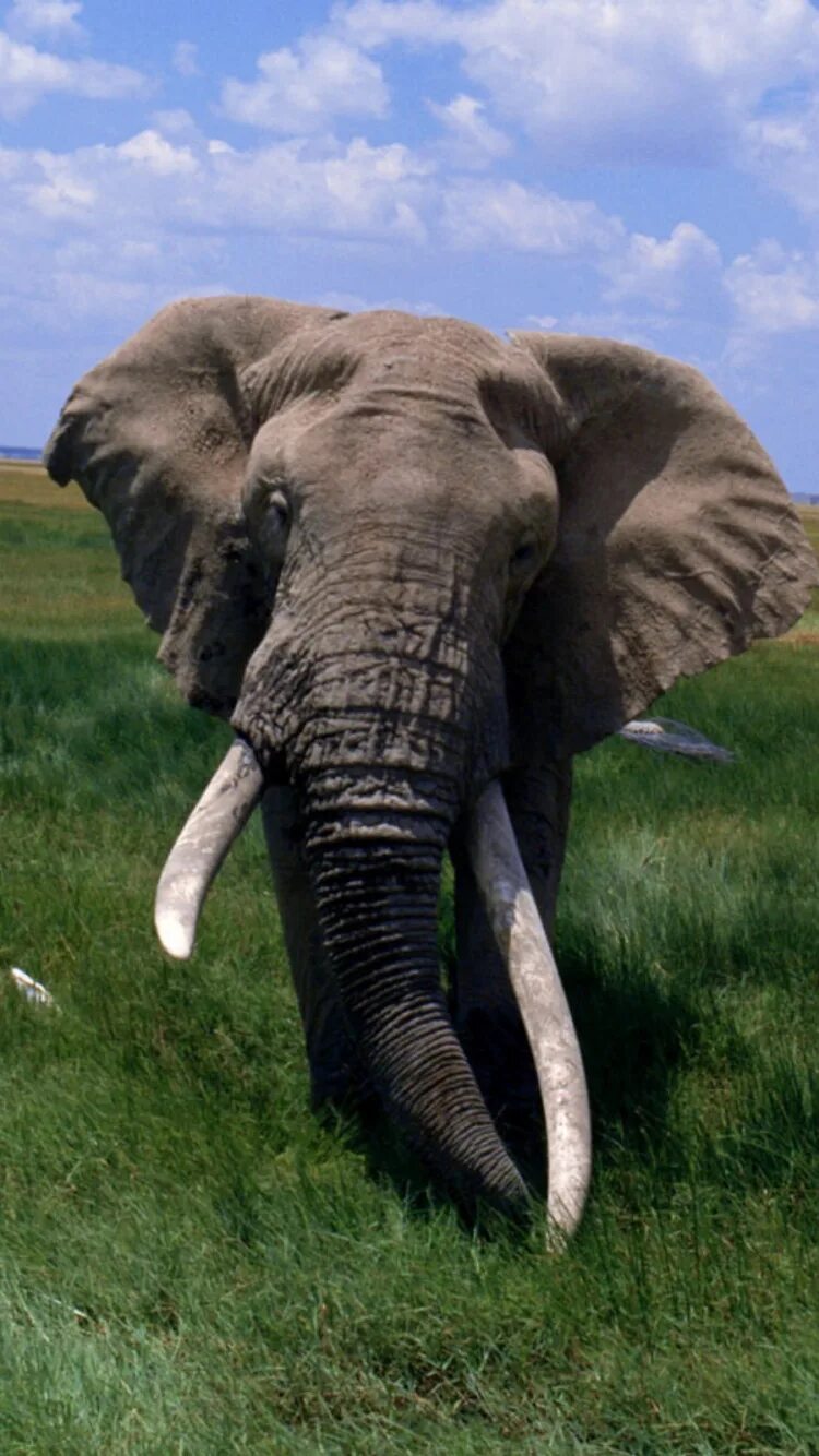 Гималайский слон. Африканский слон. Слоны фото. Самое большое наземное животное. Звук слоника