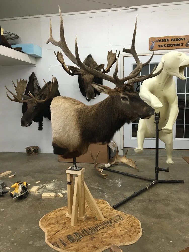 манекен волка для таксидермии. таксидермист валерий гумерович. искусственная таксидермия. авторские манекены таксидермия. авторские манекены таксидермия.