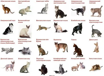 Фото породистых кошек с названиями