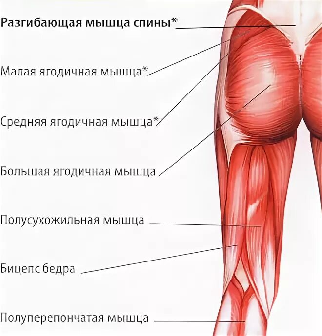Отек ягодичных мышц. Ягодичные мышцы анатомия строение. схема мышц ягодиц. большая средняя и малая ягодичные мышцы анатомия.