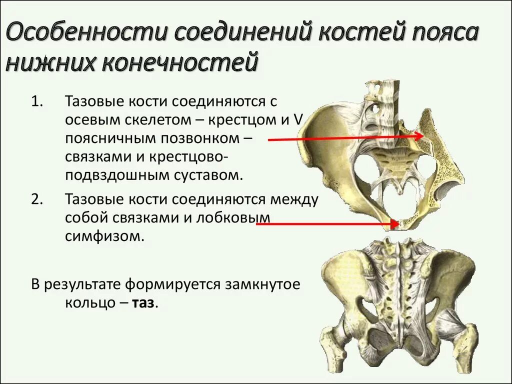 Крестцово копчиковый сустав классификация. Кости крестцово подвздошного сустава. Соединение костей пояса нижних конечностей. Крестцово-подвздошный сустав соединение костей.