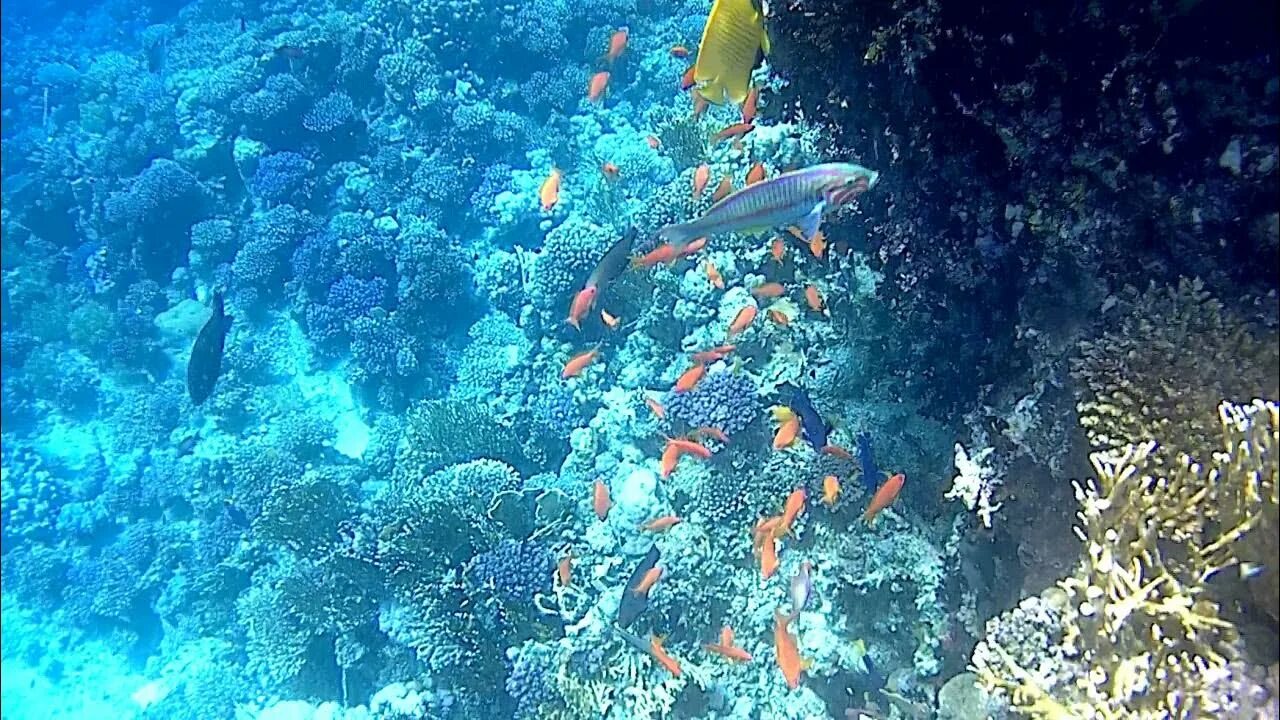 El coral. Красное море риф Шарм Эль Шейх. Коралловый риф в Шарм Эль Шейхе. Дайвинг Шарм-Эль-Шейх кораллы. Кораллы Шарм Эш Шейх.