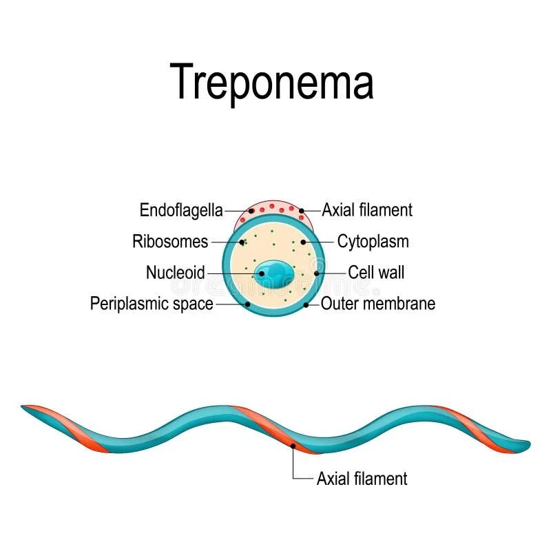 Treponema pallidum igм igg. Трепонема паллидум строение. Treponema pallidum строение. Treponema pallidum структура. Трепонема паллидум механизм передачи.