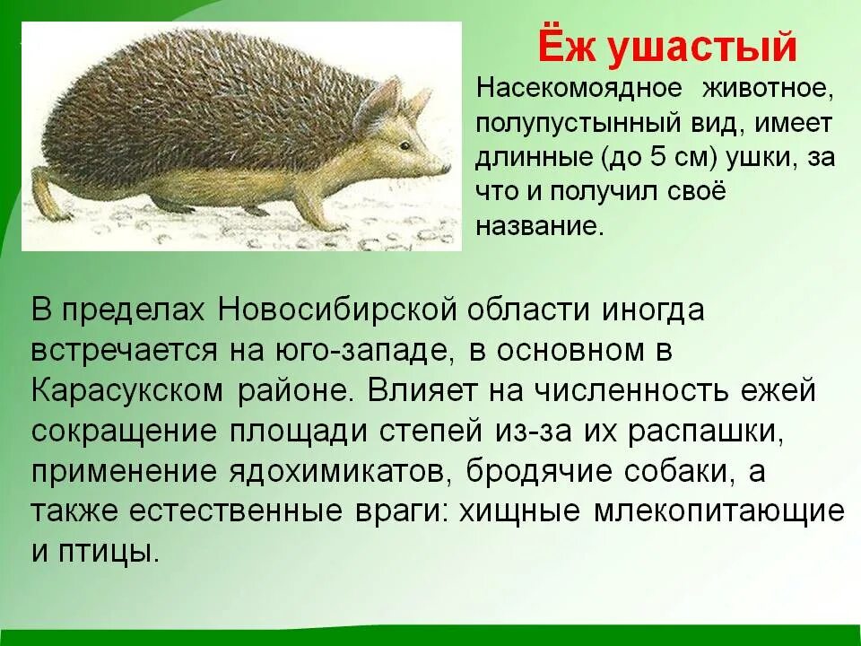 Еж ушастый почему занесен в красную книгу. Красная книга россии животных ушастый еж. ушастый ёж красная книга новосибирской области. ушастый еж ареал обитания. краснокнижные животные новосибирской области ушастый еж.