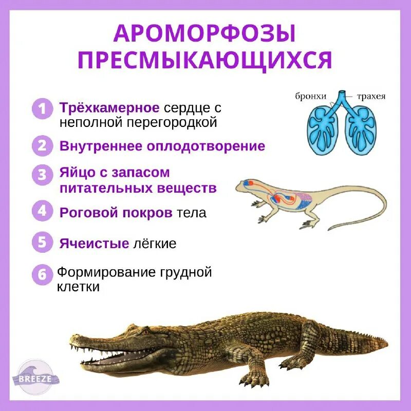 Примеры ароморфозов у позвоночных. Примеры ароморфозов у позвоночных. Идеоморфозы у животных. Примеры ароморфозов у позвоночных. Примеры ароморфозов у позвоночных.