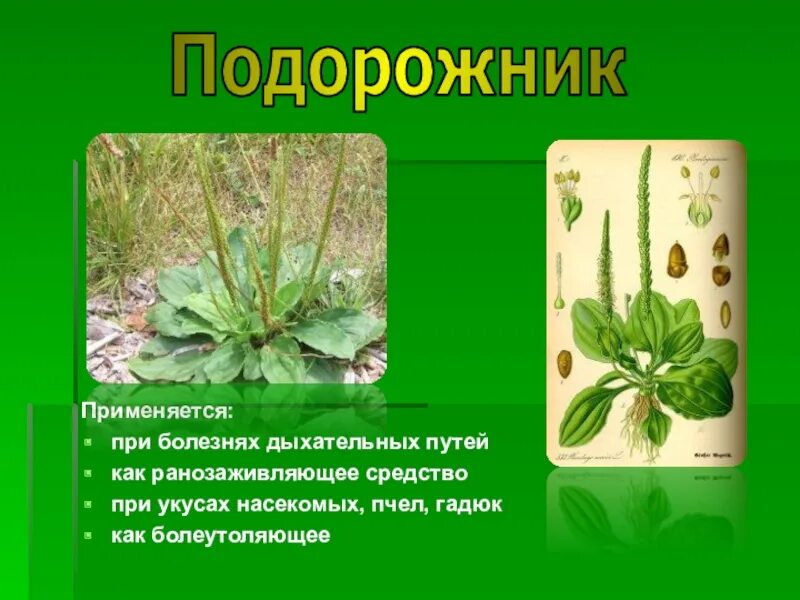 Презентация на тему зеленая аптека. Зеленая аптечка минутка здоровья. Зеленая аптечка минутка здоровья. Лекарственные травы список. Символ лекарственных растений.