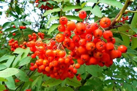 Скоро осень от дождя потемнели кусты
