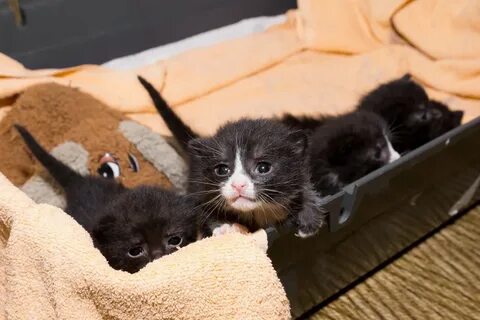 2 х недельный котенок