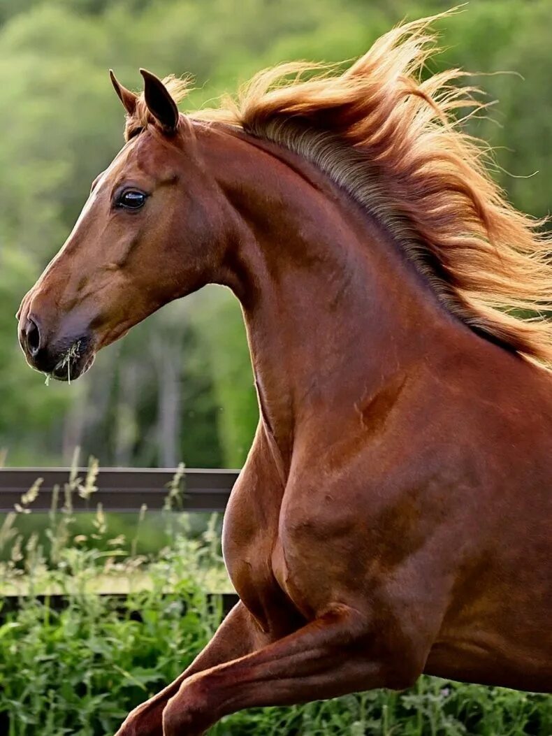 Покажи фото лошади. Гнедой Мустанг. Ольденбургская лошадь бурая масть. Мустанг гнедая масть. Рыжая масть лошади.