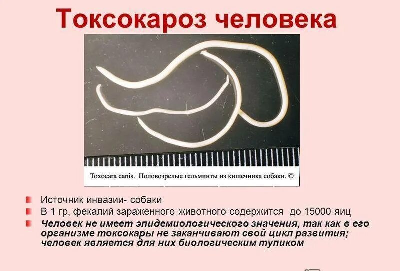 Токсокары у детей симптомы. Токсокары у собак заражение человека.