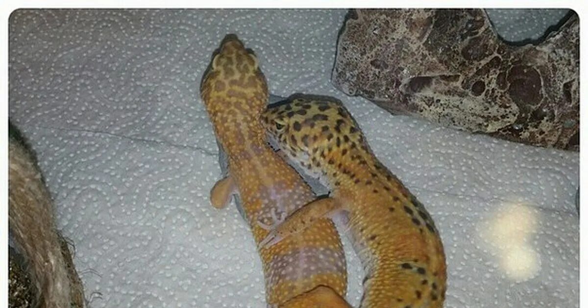 Вязаный дом для эублефара. Зимовка эублефара. Эублефар 2 месяца. Дом для эублефара. Зимовка эублефаров.