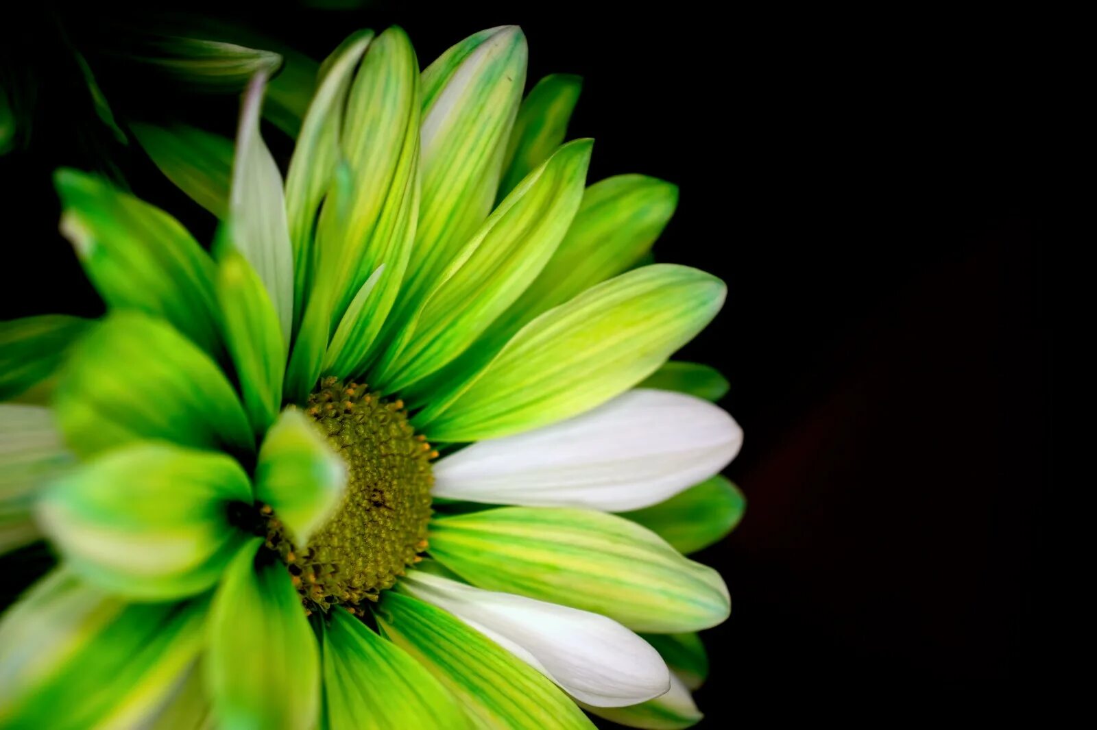 Chrysanthemum morifolium ramat. Эхинацея грин джуэл. Зеленые цветы фото. Наготки жёлтый с зелёной серединкой. Хризантема филинг грин.