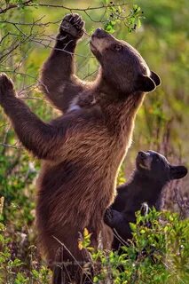 Bear fruit