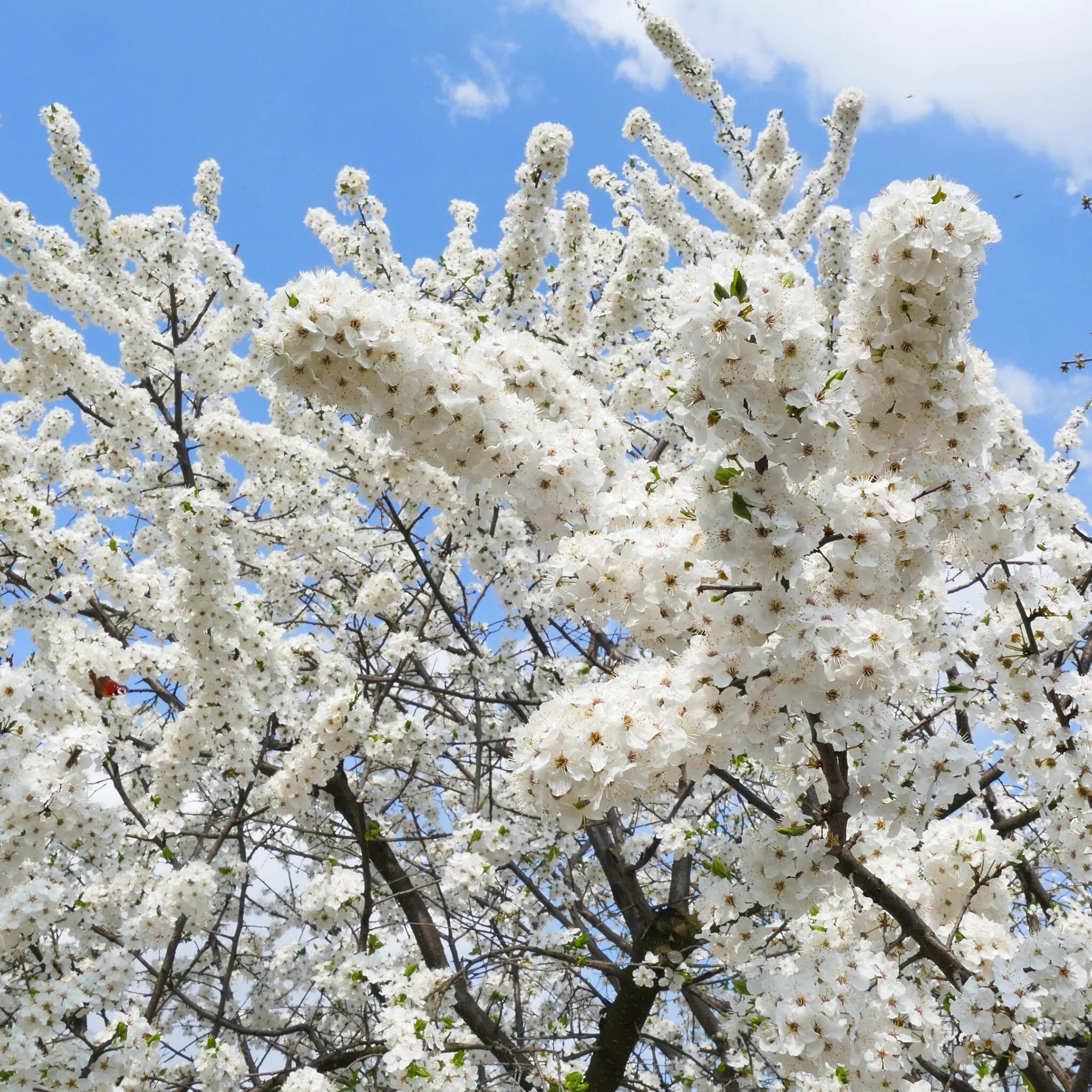 Белая цветет в мае. Белая Сакура дерево. Белое цветущее дерево. Деревья цветущие белыми цветами.