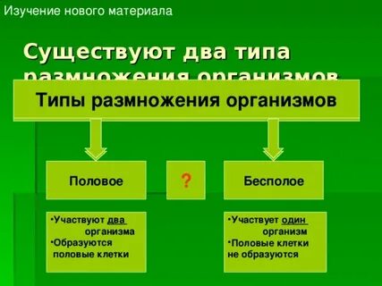 Жизнь на земле существует благодаря размножению организмов
