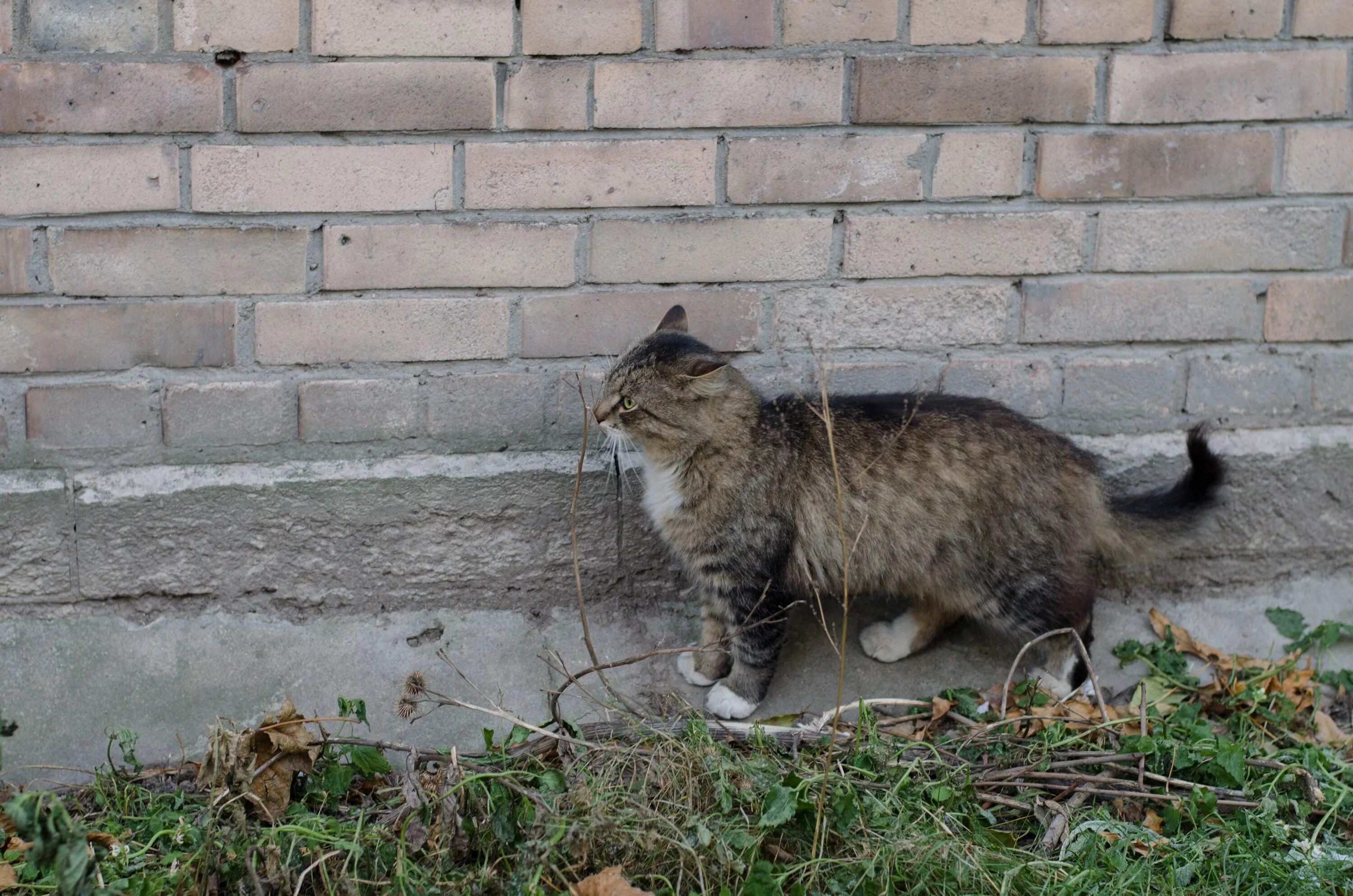 Кошачий охранник. Кот сторож. Охранный кот. Болотный кот сторожит норку. Кот охранник