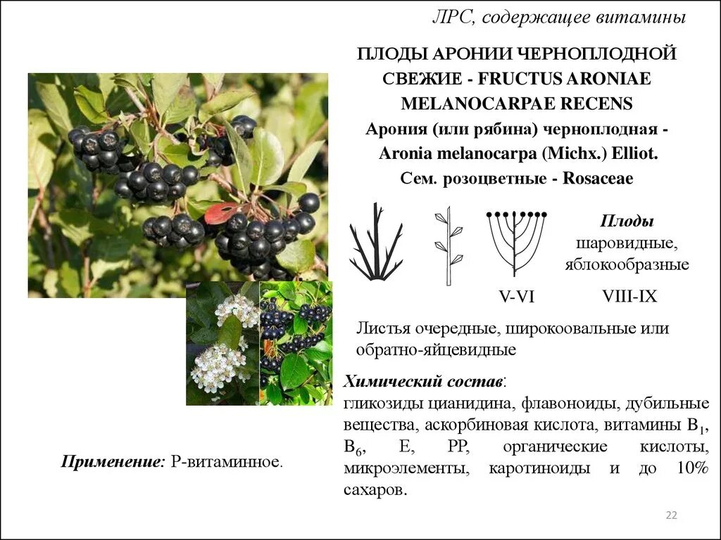 Лекарственное растительное сырье характеристика. Лекарственное сырье рябина черноплодная. Плоды аронии черноплодной. Рябина черноплодная плоды. ЛРС содержащие витамины.