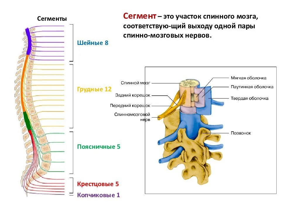 Корешки поясницы. Строение спинного мозга 1 сегмент. Анатомическое строение сегмента спинного мозга. Строение позвонка со спинным мозгом. Нервная система схема спинного мозга.