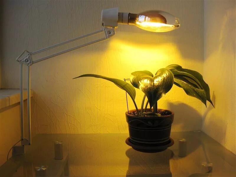 Недостаток освещения. Лампа Рефлакс для рассады. Лампа ДНАЗ 250 Агро. Лампа ДНАЗ 400 Reflux. Лампа ДНАЗ 250 для растений.