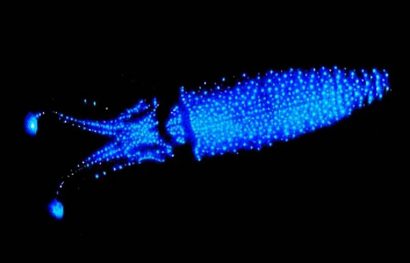 Светящийся орган. Биолюминесценция кальмар. Кальмар Светлячок. Светлячковый кальмар. Watasenia scintillans.