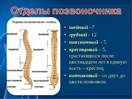 Срослись позвонки в грудном отделе позвоночника