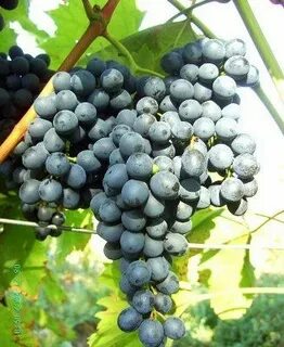 Кишмиш красень