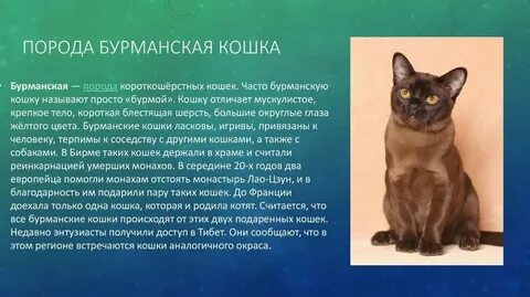 Характер бурманских кошек минусы