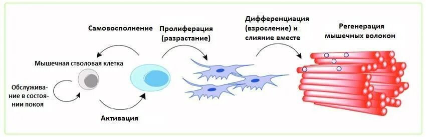 Регенерация какие ткани. Клетки сателлиты мышечных волокон функции. стволовые клетки мышечной ткани. клетки сателлиты мышечных волокон препарат. клетки сателлиты мышечных волокон строение.