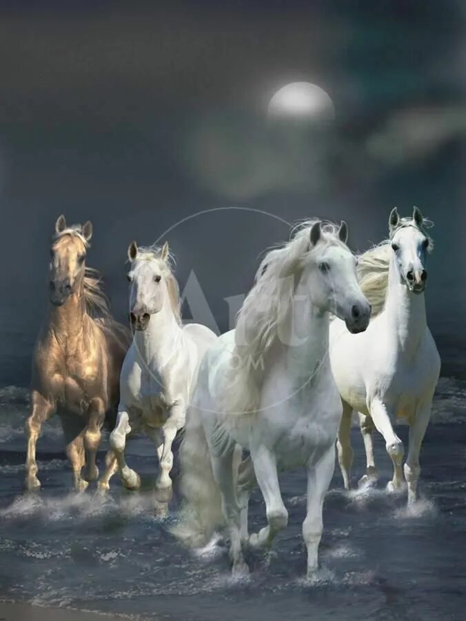 Лошадь черно белая. Horses dreaming. Трое лошадей. Лошадь летит. 3 лошади.