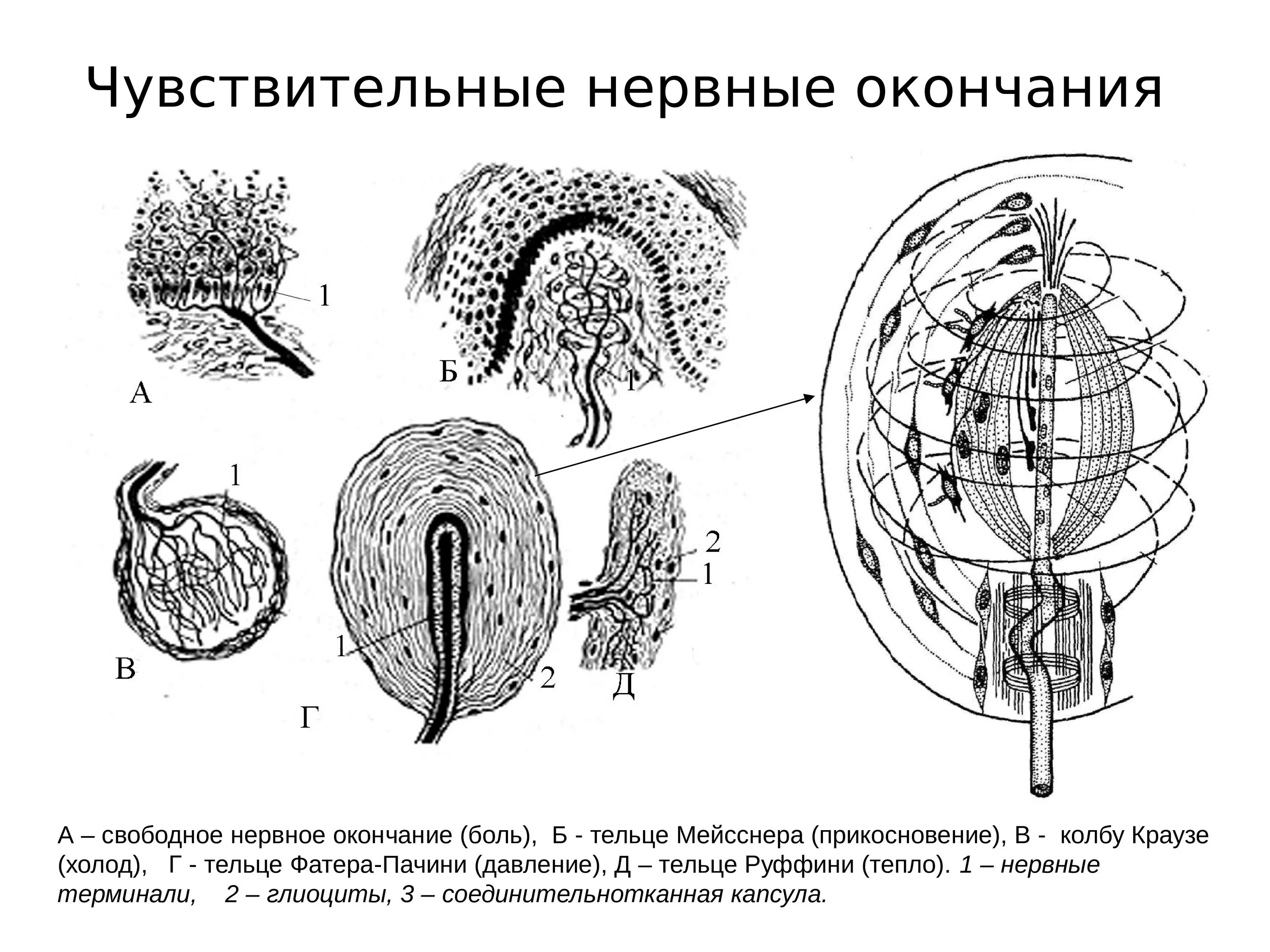 Нервные окончания функции. Строение чувствительных нервных окончаний. Эффекторные нервные окончания строение. Двигательные нервные окончания гистология. Свободные и несвободные нервные окончания.