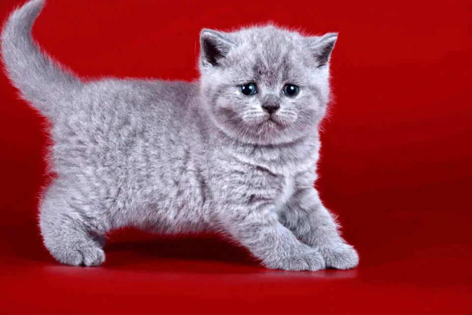 Как выглядят котята британцы. Как выглядят котята британцы. Как выглядят котята британцы. Котята британцы. Британская кошка прямоухая котенок.