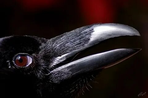 Crow сайт