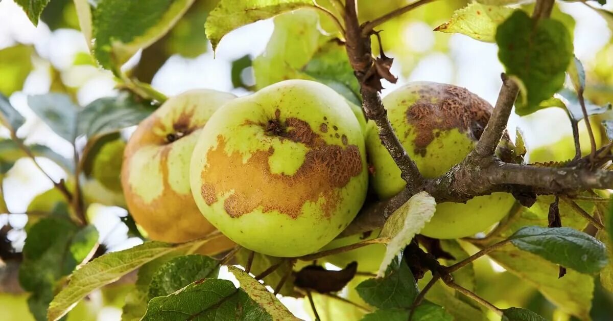 Парша яблони и груши. Парша Яблоневая (Venturia inaequalis). Парша на яблоне. Парша на груше. Парша на яблоках.
