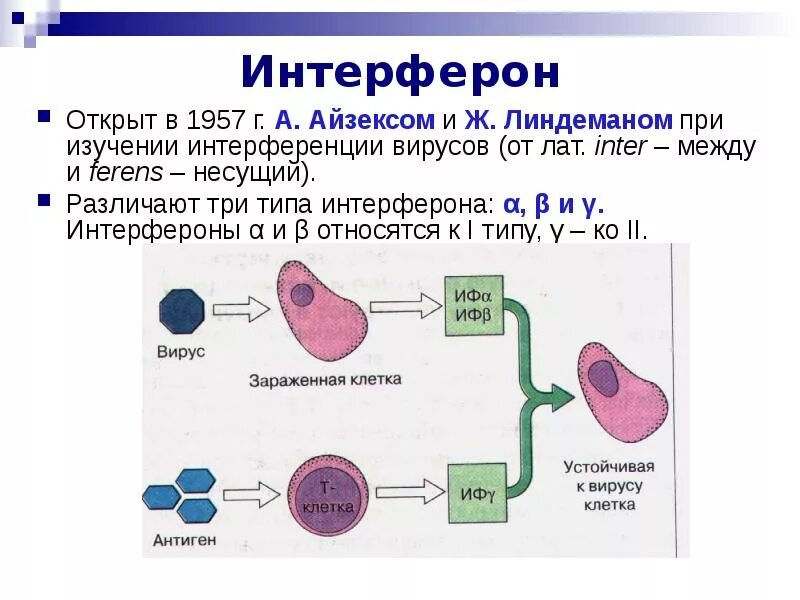 Определение интерферонов. Механизм действия интерферона на вирус. схема действия интерферонов иммунология схема. индукторы интерферона механизм действия. механизм образования интерферонов.