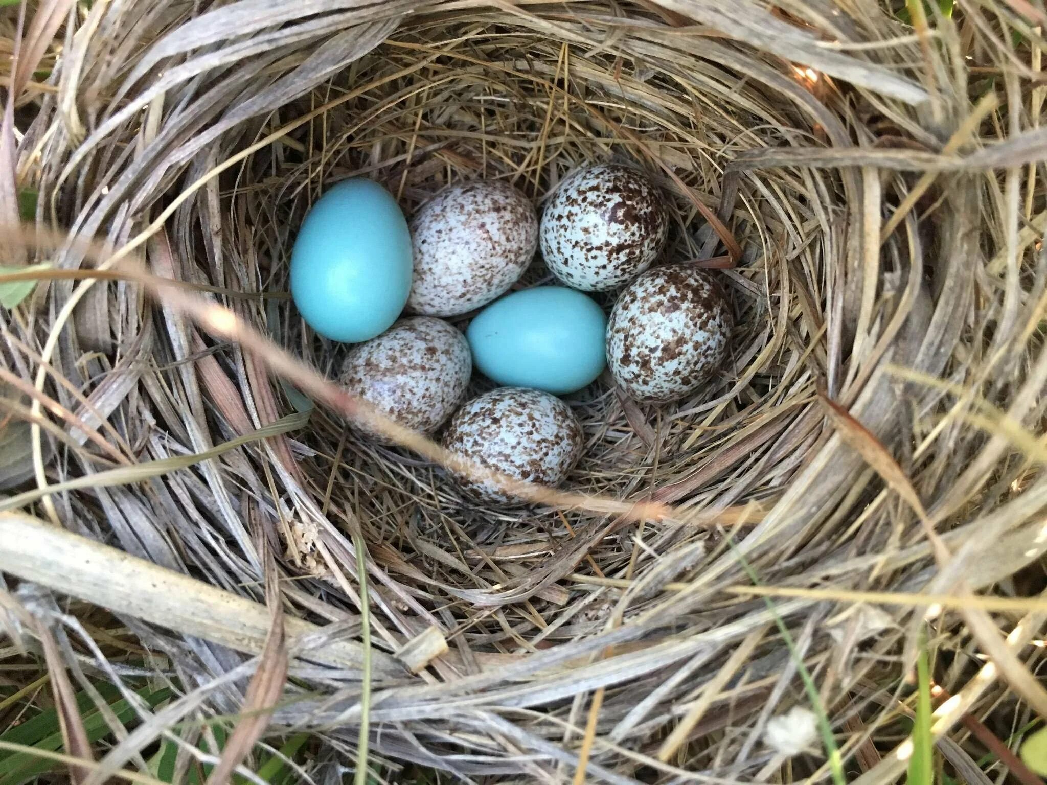 Яйца птиц покрыты. Яйца кукушки в чужом гнезде. Гнездо кукушки. Варакушка гнездо. Обыкновенная Кукушка яйца.