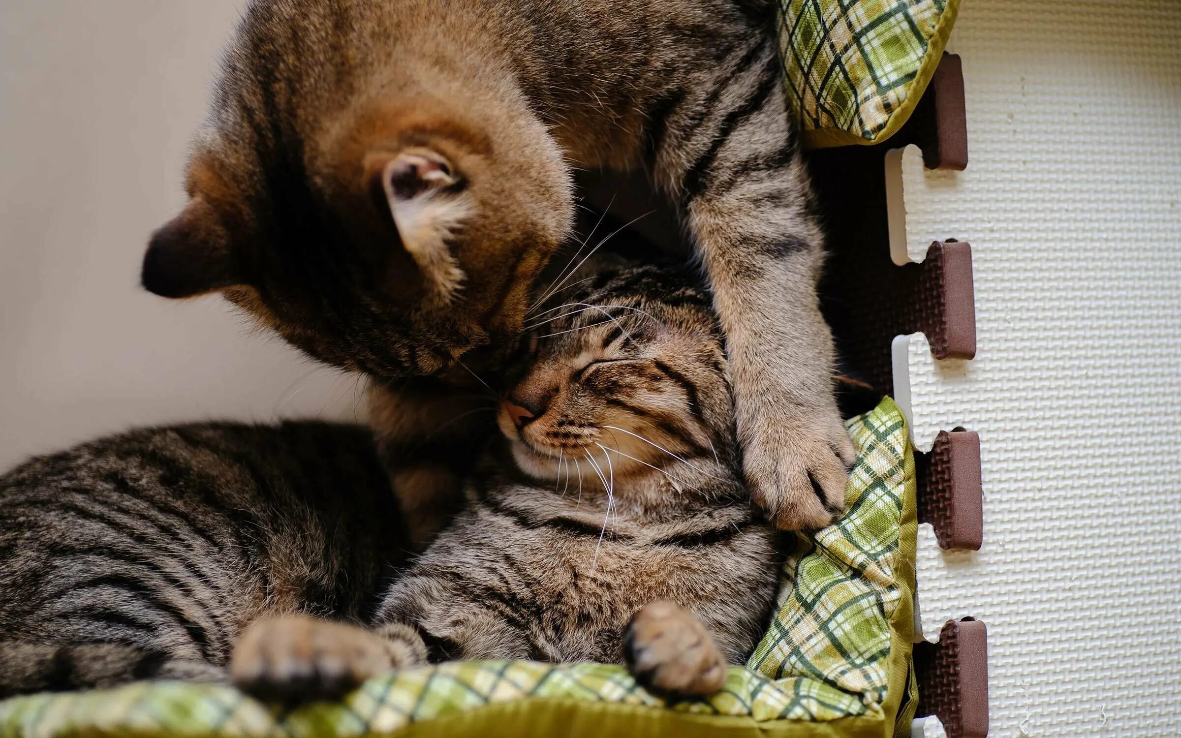 Кошки. Котики обнимаются. Обои на рабочий стол котята. Кошки любовь. Картинки с любящими котиками