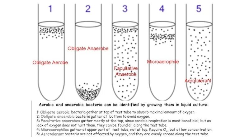 Типы роста микроорганизмов в жидкой питательной среде. Характер роста микроорганизмов на жидких питательных средах рисунок. Анаэробные микроорганизмы. Аэробные бактерии и анаэробные бактерии. Аэробные органы