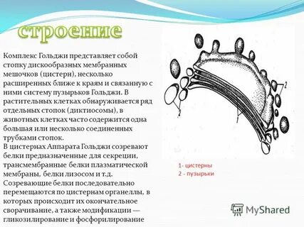 Мембранных мешочков