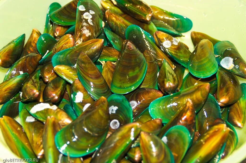 мидии зеленые гигант киви новозеландские в половине раковины 1 кг. мидии киви «зеленый гигант». зеленые мидии. зеленые мидии. мидии greenshell mussels зеленые 30-45.
