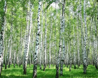 Березовая роща тула