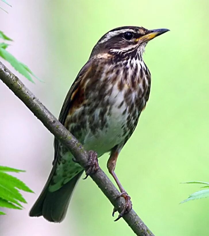 Белобровый. Дрозд белобровик. Дрозд-белобровик turdus iliacus. Дрозд белобровик самка. Певчий Дрозд и белобровик.