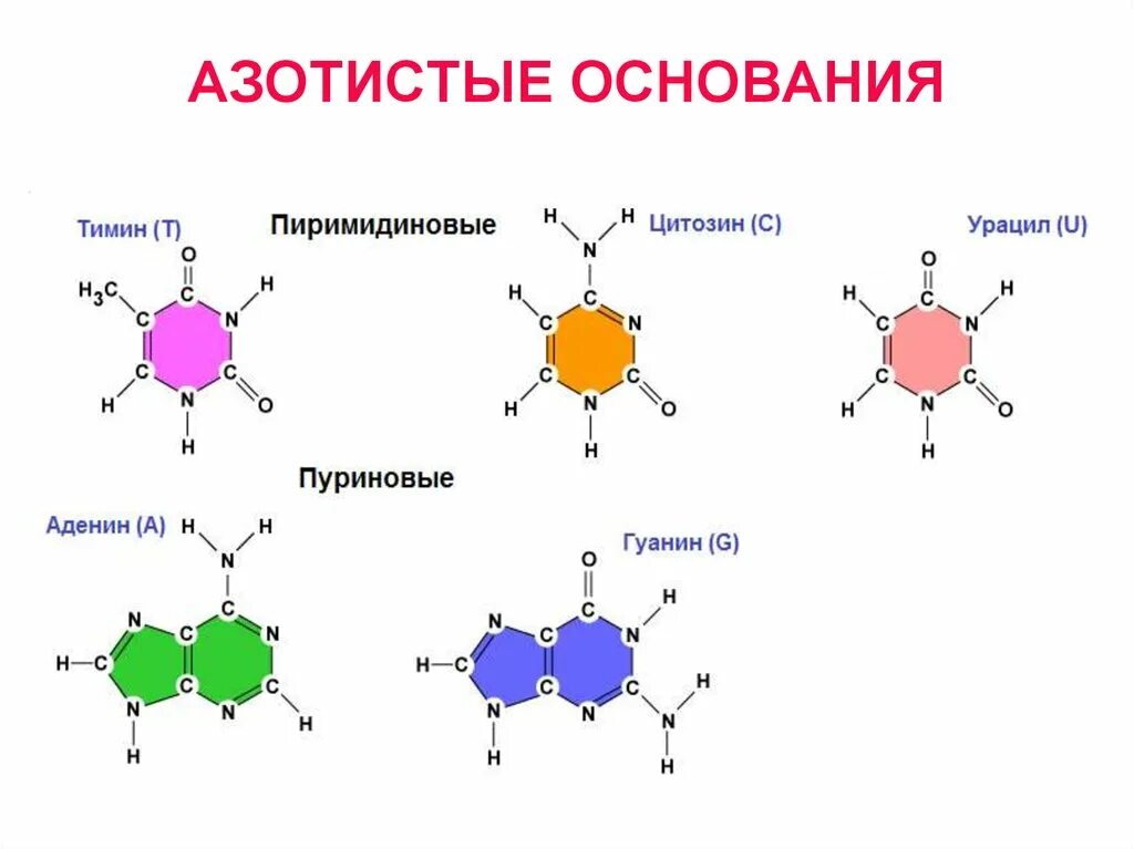 Структура нуклеотида азотистое основание. Строение нуклеотида азотистое основание РНК. Строение ДНК азотистые основания. Азотистое основание аденин гуанин цитозин.