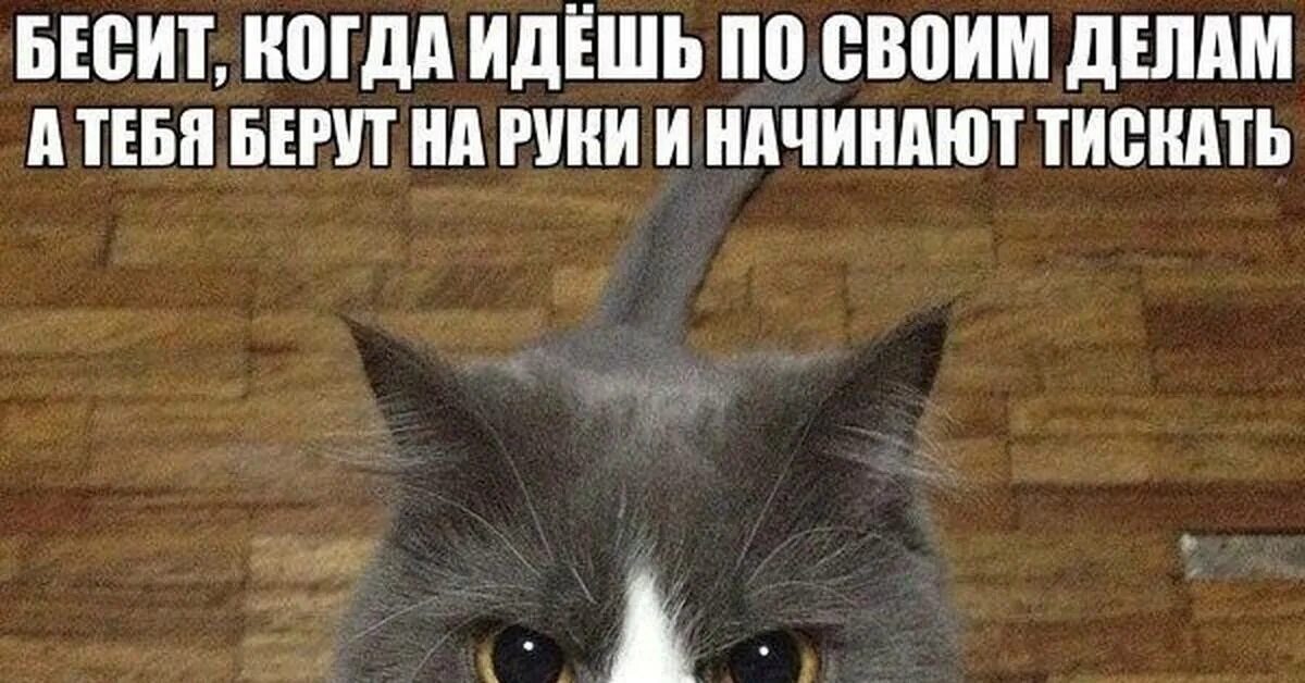 Бесит бывший. Бесит когда идёшь по своим делам. котик раздражен. когда пошел по своим делам. бесит, идешь по своим делам.