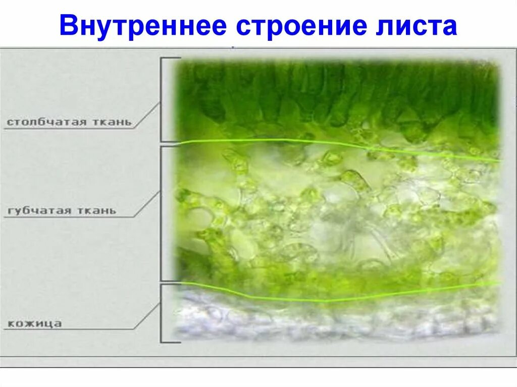 Составить таблицу внутреннее строение листа Лист часть побега. Внешнее и внутреннее строение листа