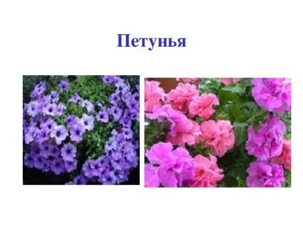 Видеоурок 1 класс что растет на клумбе