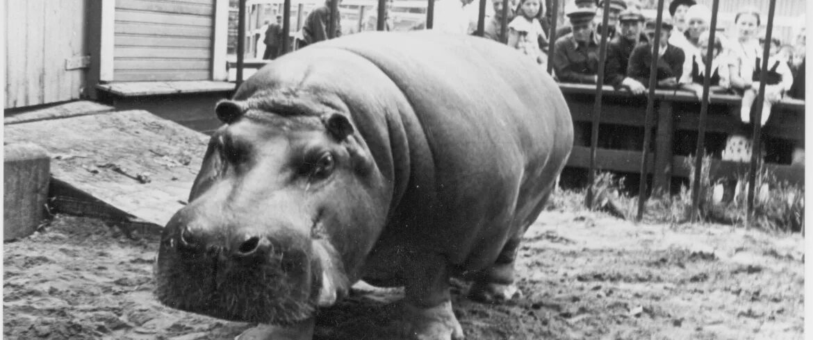 Блокадный бегемот и девочка. Ленинградский зоопарк бегемотиха красавица. бегемот ленинградский зоопарк блокада. бегемот в блокадном ленинграде. блокада бегемотиха красавица.