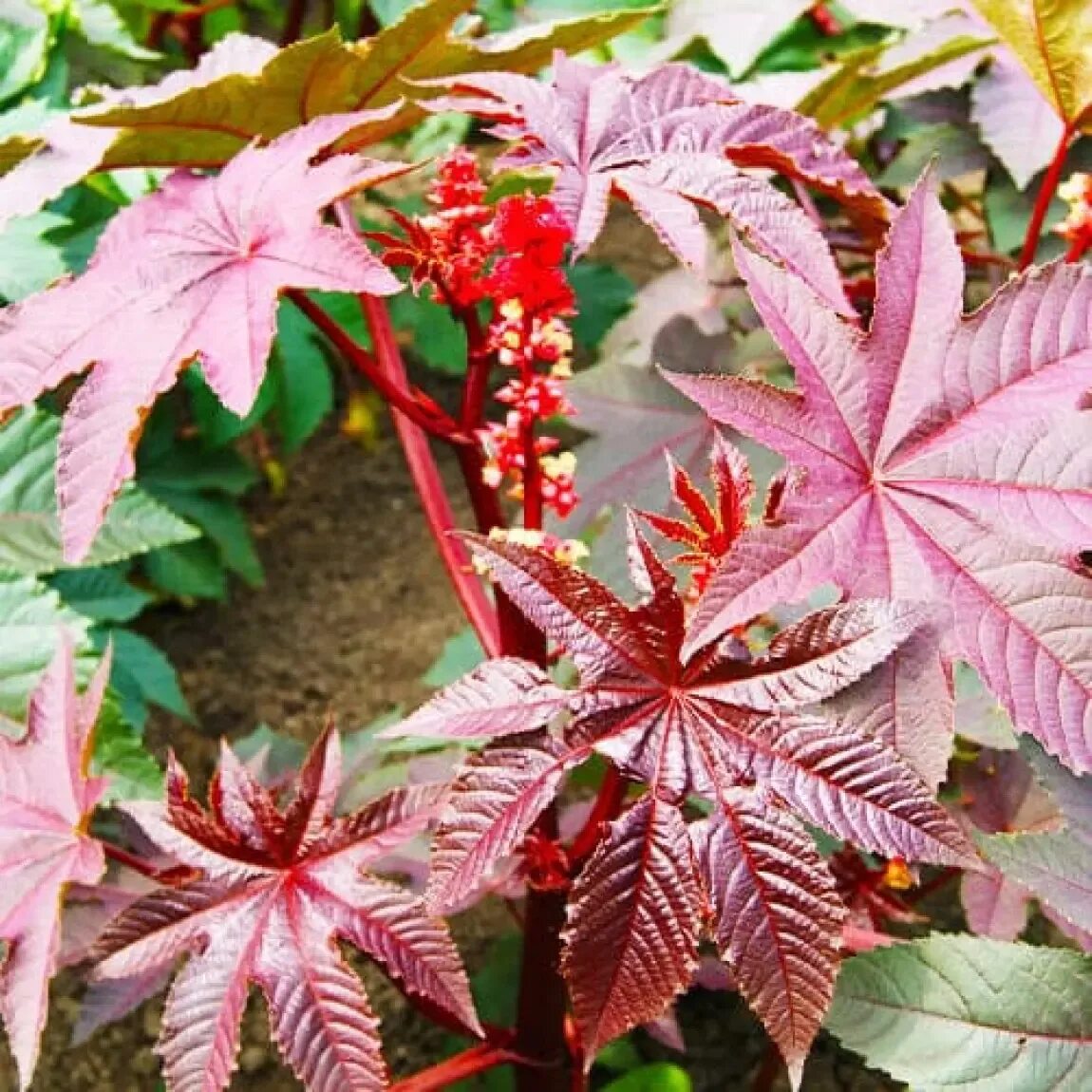 Клещевина рицин. Клещевина обыкновенная (ricinus communis). Клещевина обыкновенная. Клещевина занзибар грин. Клещевина обыкновенная.