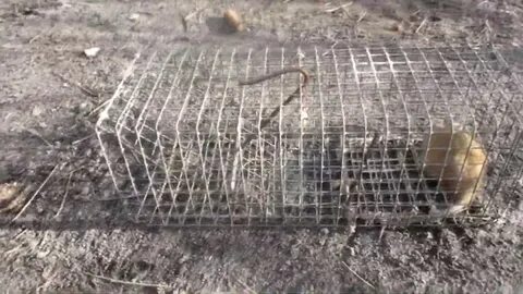 Лучшая приманка для крыс в крысоловку