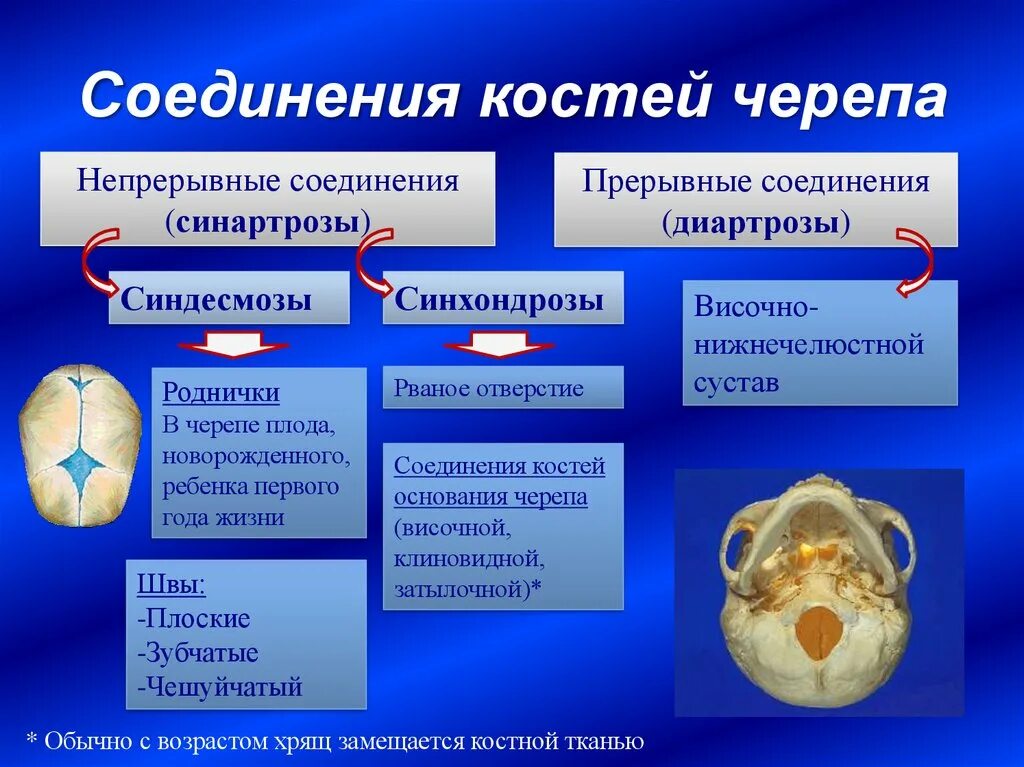 Мозговой отдел черепа кости соединение. Тип соединения костей черепа. Скелет головы череп Тип соединения. Как соединены кости черепа. К какому виду соединений относятся швы черепа.