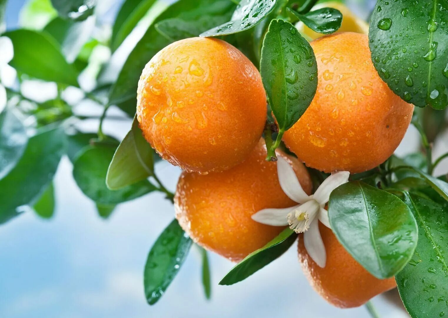 Апельсин википедия. Апельсин (Citrus sinensis). Мандарин померанец. Померанец дерево. Бергамот лимон нероли.